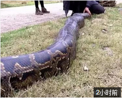 工地现46斤超级大蟒蛇 可能有百岁年龄