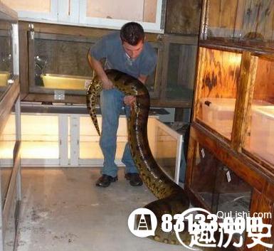 人类世界惊现吃人大蛇绿水蚺 世界上最大的蛇
