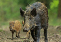 日本核污染使野猪变怪兽 体型巨大繁殖快(组图)