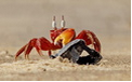 印度沙蟹欺负小海龟走红  演绎现实版“蟹老板”