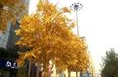郑州街头现"黄金树" 市民称太晃眼