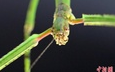 世界最长昆虫新物种 足全长超60厘米