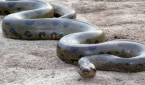世界上最大的蟒蛇到底有多大 令人惊愕的恐怖