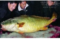 中国土豪缅甸买天价鱼 出手阔绰震惊缅甸民众