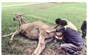 重庆动物园大羚羊难产下连体宝宝  夭折于母体内