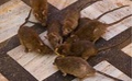 独居老人家中养百来只老鼠 造邻居投诉宠物被杀