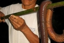 太恶心了 世界上最长的巨型蚯蚓现世