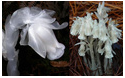 陕西山林发现水晶兰死亡之花 洁白无瑕因无叶绿素