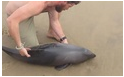 海豚获救摇尾致谢 网友：善意的举动需要被传递