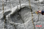 玻利维亚发现恐龙巨型脚印 为1.2米宽两足龙