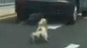 威海男子虐狗 开车溜狗宠物满身血已被警方调查
