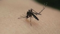 揭秘蚊子喜欢叮咬什么血型的人