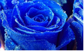 玫瑰染成蓝色妖姬  商家否认其健康程度
