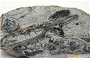 考古发现6亿年前海绵动物化石 震惊全球!