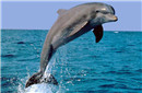 厄瓜多尔海豚集体自杀大事件