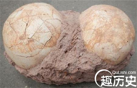 最老恐龙晶胚化石