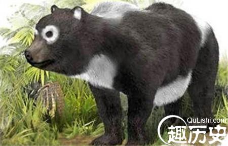 1160万年古老熊猫祖先化石