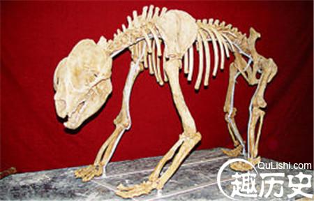 1160万年古老熊猫祖先化石