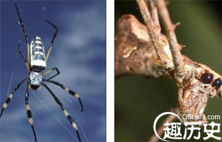 内蒙古发现罕见未知史前蜘蛛种群化石