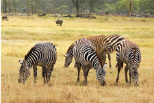 世界最大野生动物保护区建立