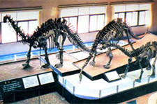 日本发现特大恐龙化石