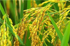 世界首张水稻基因组精细图