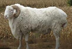 专家称属羊的人命不好：与慈禧太后有关?