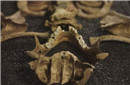 考古发现：墓地惊现2000年前中国人骸骨