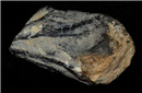 远古化石揭示：挪威海怪或许真实存在