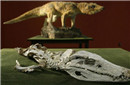 科学家发现史前生物化石 体长近三米