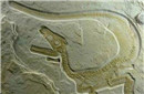 揭秘中国境内发现恐龙时代的新物种化石