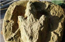 发现1.2亿年前翼龙化石 酷似阿凡达翼兽