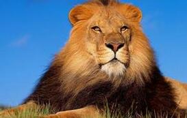 历史的误读：拿破仑从未说过中国是沉睡的雄狮