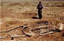 巨人遗骸之谜：史前的四米高人体遗骸被发现