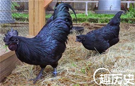 1486113266982589.jpg 2_副本.jpg