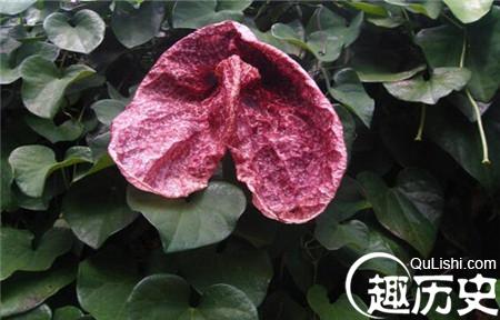 揭秘世界上最丑的花:不仅丑陋还奇臭无比