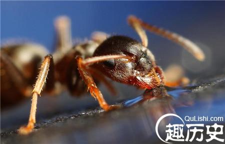 在南美洲有这样一群生物,它们是热带森林里所向无敌的霸王—食肉蚁