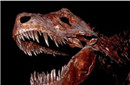 揭秘恐龙庞大身躯之谜：与软骨层有密切关系