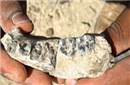 揭秘新手骨化石或解开人类进化出双手之谜 