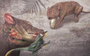早期有袋类动物沃氏鼠齿兽：能捕食小恐龙