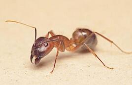 膝盖献上!小蚂蚁才是自然界的举重冠军!