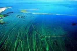 揭秘海上坟墓：揭秘吞噬性命的马尾藻海