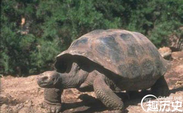最长寿的乌龟