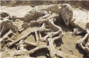 欧洲最大葬马坑发现：存51具完好战马骨架