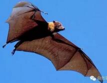 世界上最大的"巨型蝙蝠"翼展长可达1.7米