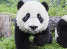 国宝熊猫的最爱竟然不是竹子!竟是食肉动物？