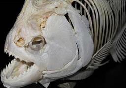 史前大型食人鱼:咬合力达自身体重的50倍
