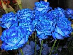 蓝色妖姬究竟是一种怎样的花?是玫瑰花吗