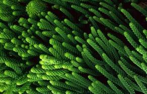 怪异植物：绿藻有“吃掉”其他植物的本领