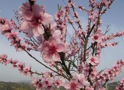 &ldquo;桃李满天下&rdquo;这个成语究竟是从什么地方得来的